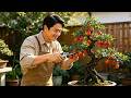 Three flowering conditions of golden bullet plant#bonsai #science #bonsaitree