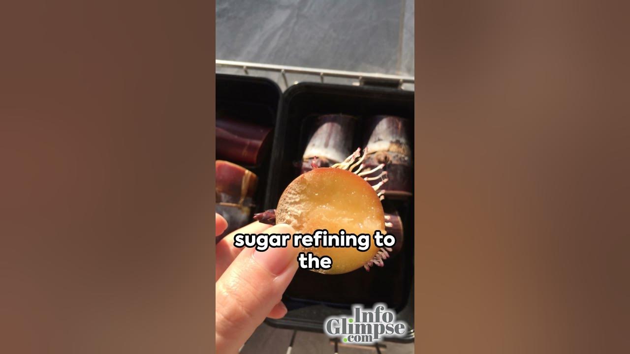 Sweet Discovery Who Invented Sugar YouTube