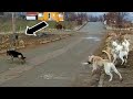 #kurtköpekleri YAMAN VS CESUR İLE GEZERKEN KURT KÖPEKLERİ İLE KARŞILAŞTIK