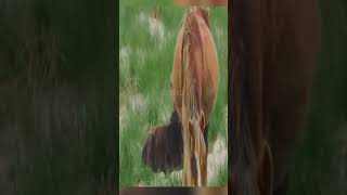 Discover the Fascinating Geography of the Island Horses     #horses #animals #animal #farming