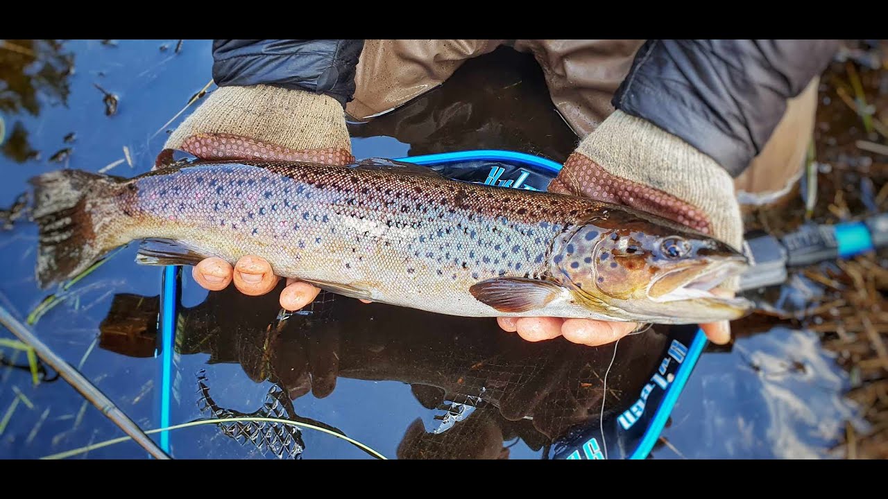 Brunöring på fluga med Niclas