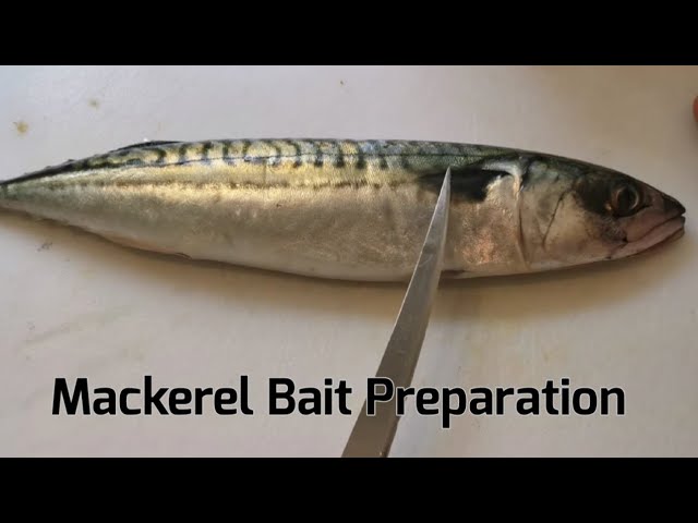 Bait preparation - How to use baiting elastic 