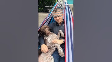 So much for having an active GSP dog #gsp #activedog #dog #germanshorthairedpointer #dogvideo