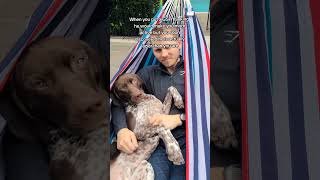 So much for having an active GSP dog #gsp #activedog #dog #germanshorthairedpointer #dogvideo