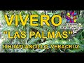 VIVERO LAS PALMAS DE IXHUATLANCILLO VERACRUZ