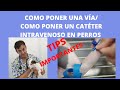   cmo poner un catter intravenoso en el perro  cmo poner una va en el perro  