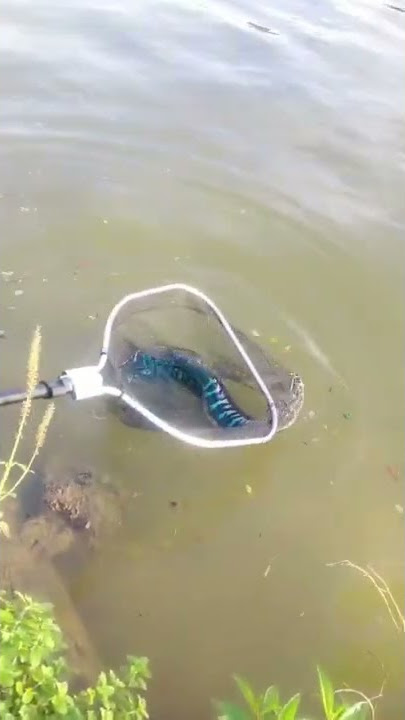 Mantap man kau memang terbaik man🔥🔥🔥🔥