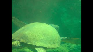 Caretta Caretta - Loggerhead sea turtle on Crete