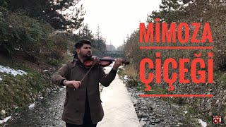 Mimoza Çiçeği Keman - Buğra Gülsoy Resimi