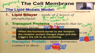 Chapter 7 Part 10 - Cell Membrane