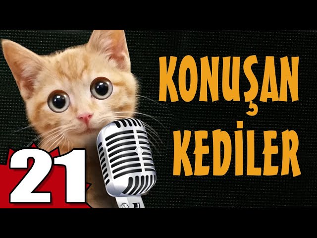 Konusan Kediler 21 En Komik Kedi Videolari Youtube