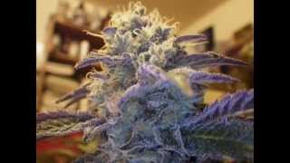 more pics i decided to put in a slideshow..lots of micro and macro