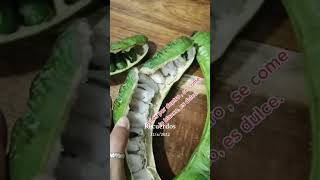 Cuajinicuil o vaina 😋 #viral #sucribetealcanal 🌻💙🦋 #subscribe