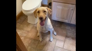 AKC Virtual Scent Work Test Beginner: Trial 2 PASSED