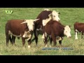 Hereford cattle , Veluwe - Grote grazers op de Posbank