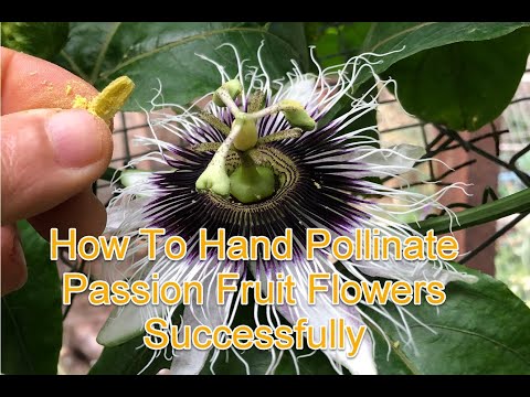 Video: Hand Pollinating Passion Fruit Flowers - How To Pollinate Passion Vine Los Ntawm Tes