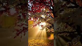 Allah,,Dan Korkanlara Gelince