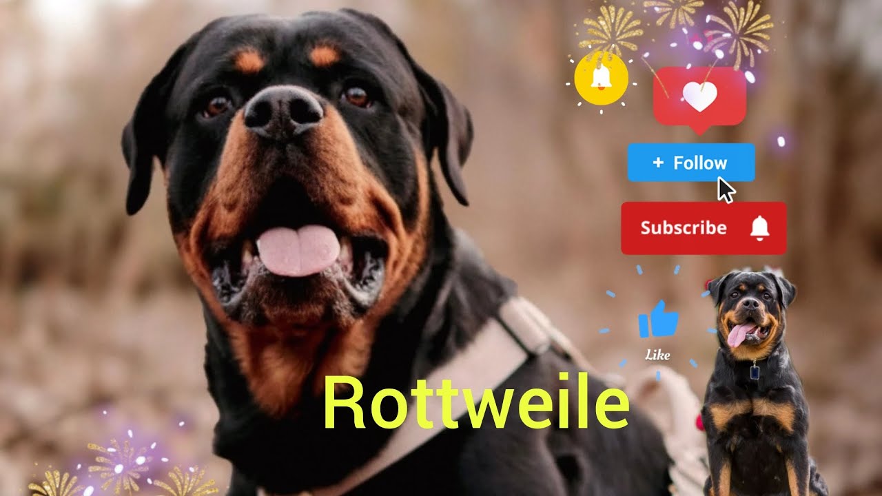 #aap #rottweiler shorts please like comment subscribe my channel 🥰🐾🐾🐕‍🦺 ...
