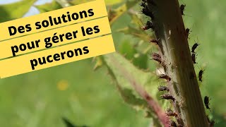 🐜🐞🐝🦗DES SOLUTIONS POUR GERER LES PUCERONS🐜🐞🐝🦗