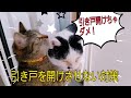 【猫対策】"引き戸"を開けさせない工夫のススメ。猫ちゃんに入って欲しくない場所を開けられないようにする！可愛い猫ちゃんがガッカリ。  【まいにちねこまつり】No.33