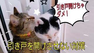 【猫対策】"引き戸"を開けさせない工夫のススメ。猫ちゃんに入って欲しくない場所を開けられないようにする！可愛い猫ちゃんがガッカリ。  【まいにちねこまつり】No.33