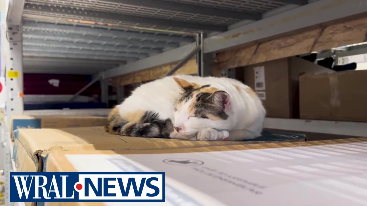 A Virginia community seeks help returning a missing pet home from North Carolina