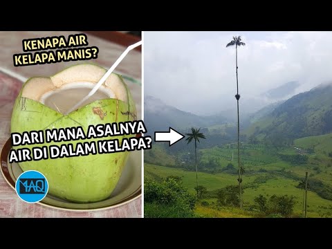 Video: Dari mana datangnya pokok palma?