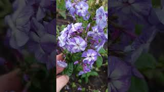 флокс Юник олдблю низкорослый флокс.