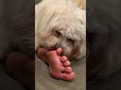 Dog licking a foot for 2 minutes straight.