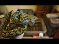 More Of The Sulawesi Reticulated Python