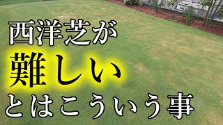 【夏越え失敗？】西洋芝が難しいとはこういう事【薬害】