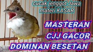Cucak jenggot Jawa full besetan materi pedes
