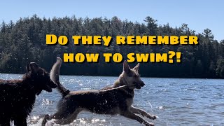 Do They Remember How To Swim?? by An Irie Shepherd 310 views 1 year ago 11 minutes, 14 seconds