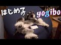 はじめてのYogiboをプレゼントしてみた | ミニチュアシュナウザー