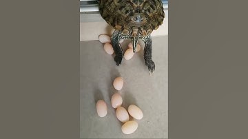 Rùa Đẻ Trứng Như Thế Nào