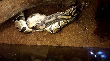 Timelapse of a ball python eating a rat