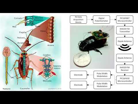 Vídeo: Cucarachas Cyborg - Vista Alternativa