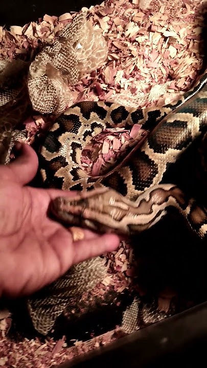 🐍 ULTIMATE BURMESE PYTHON HANDLING & CARE GUIDE! 🐍 - YouTube