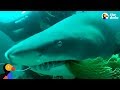 Scuba Diving Instructor Saves Shark Trapped In Fishing Net | The Dodo