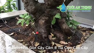 Bộ Tưới Nhỏ Giọt Cây Cắm 8 Tia Cam [ HÀNG CAO CẤP]
