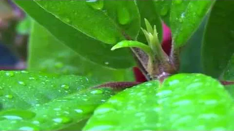 Amazing nature Full HD 1080pGreen Leaf & Rain 9   Video Background HD 1080p