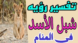 تفسير رؤيه شبل الأسد او صغير الأسد في المنام للرجل والمرأة