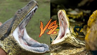 Anaconda Verde vs Pitón Reticulada ¿Cuál es la Serpiente Más Grande y Peligrosa del Mundo?