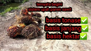 Sistem perhitungan upah kerja panen kelapa sawit