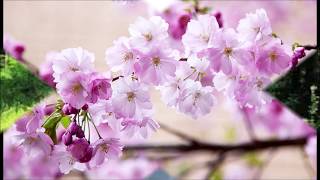 BERTIL ENGLUND Visa om blommor