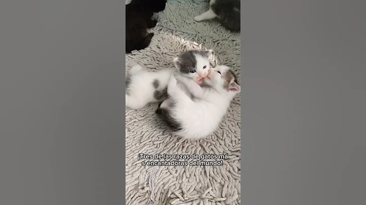 Watch the video about ¡Los 3 gatos más encantadores del mundo! 😻✨ (¡El tercero te sorprenderá!)