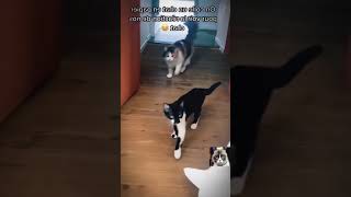 Funny, stupid cats