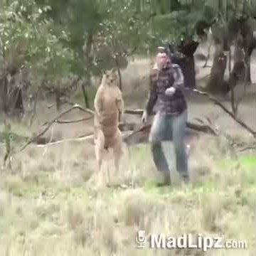 madlipz lucu iban (anjing dan kanggaru)