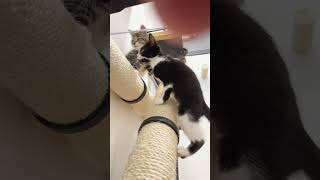 The Crossroads  Cat Wall Scratcher