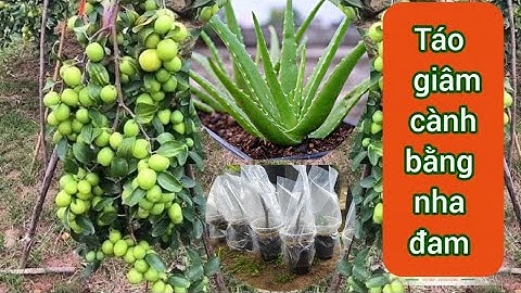 Táo thái giâm cành bằng Nha Đam.#câygiống #caytrongnha #bonsai #giamcanhieuqua